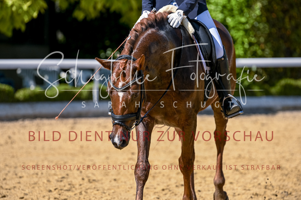 Schugtsche-Aluta25-50.Dressurpferdeprf.L-109 | Schugtsche Fotografie - Realisiert mit Pictrs.com