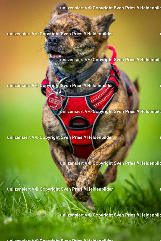 Sven Pries | 2025-04-13 - Hunderennen Baden-Baden - Realisiert mit Pictrs.com