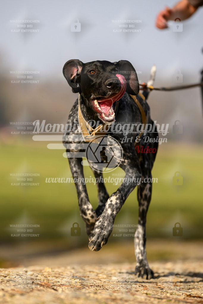 MompixPhotography_6ReiatRennen2026_SA_HappyDog-146 | PayLife