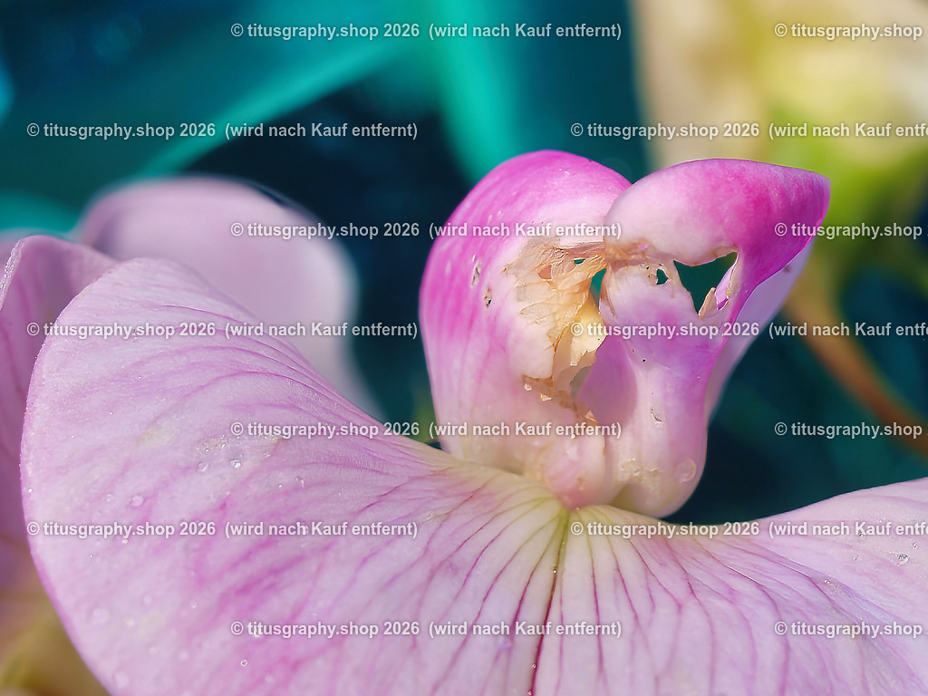 titusgraphy_P7209565-vz-ln | titusgraphy-shop: Geschenkideen mit Qualitätsfotos. titusgraphy-shop: gift ideas with quality photos. titusgraphy-shop: idées cadeaux avec photos de qualité.  - Realisiert mit Pictrs.com