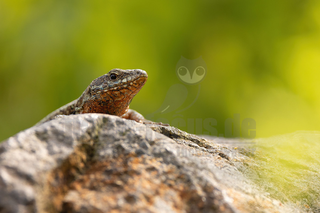 R5NF3645_20240622 | 
Beschreibung
Kletterkünstlerin in warmen Hanglagen und Weinbergen
Die Mauereidechse besiedelt offene, wärmebegünstigte Lebensräume wie Stein- und Felshänge, Schotterbetten von Gleisanlagen, aber auch insbesondere Weinberge, die geprägt sind durch ein kleinräumiges Mosaik an Sonnen-, Versteck- und Eiablageplätzen, Nahrungsgründen sowie Winterquartieren. Durch Flächenverlust, Verlust an kleinräumig gegliederten Lebensräumen und Nutzungssteigerung im Weinbau ist sie besonders gefährdet. - Realisiert mit Pictrs.com