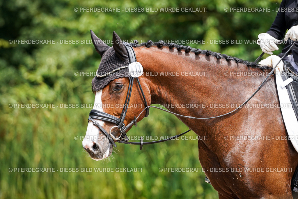 DSC00438 | Pferdegrafie