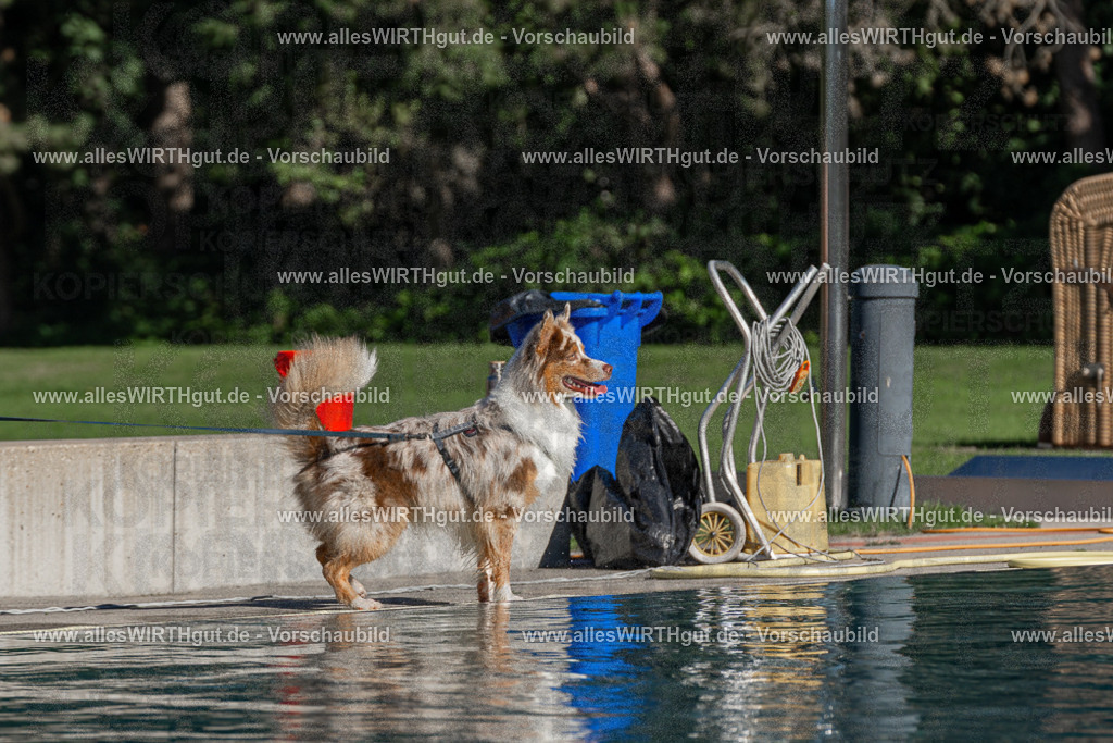 Hundeschwimmen_Volksbad_2026-allesWIRTHgut_Tierfotografie-2609061025-FAY05886 | Professionelle Tierfotografie in Mönchengladbach von Daniel Wirth (allesWIRTHgut). Liebevolle & natürliche Bilder von Hunden & Katzen für unvergessliche Erinnerungen.