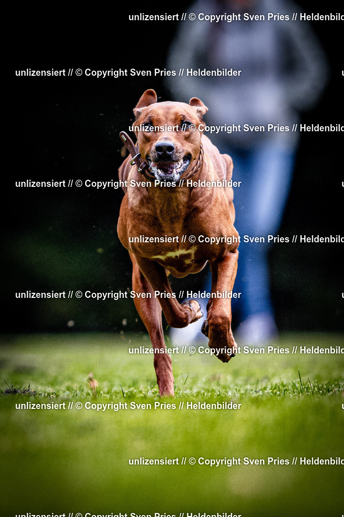 Sven Pries | 2025-10-03 - Hunderennen Obergrombach - Realisiert mit Pictrs.com