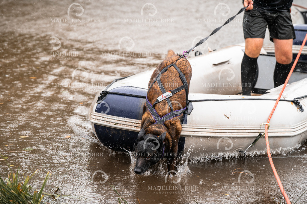 madeleinebirr-fotografie2025.campcanis.11-12Uhr-406 | hundefotografie-birr