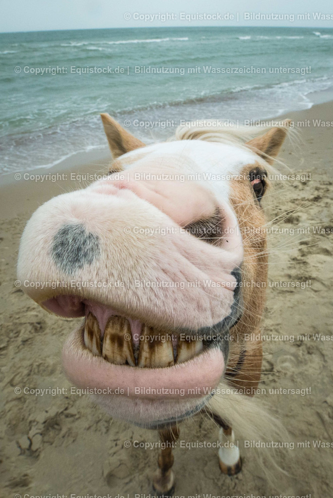 TS_20160929_Pony_am_Strand_0003 | Foto: Thomas Hartig