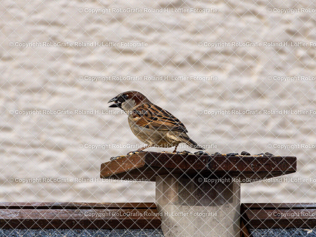 20240411_Vögel_RoLoGrafie-3 | Vogel im heimischen Garten - Realisiert mit Pictrs.com