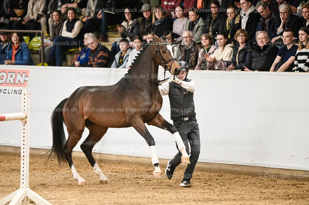 20260307_Hengstvorstellung-Marbach_0092 | equistock
