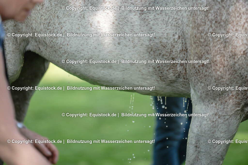 20230527_27_CCI4_Gelände_0066 | equistock