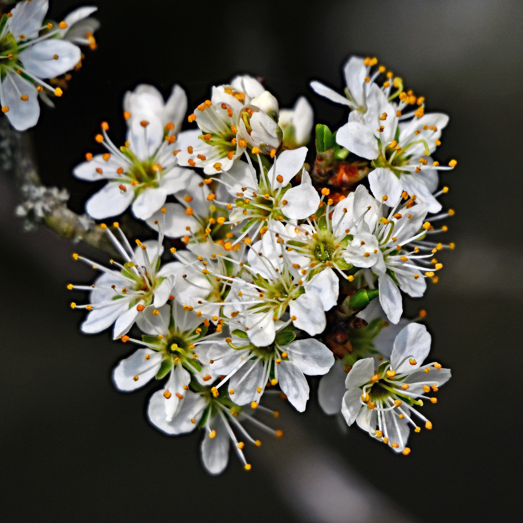 Kirschblüte01q - Kopie | lucisnaturbilder - Realisiert mit Pictrs.com