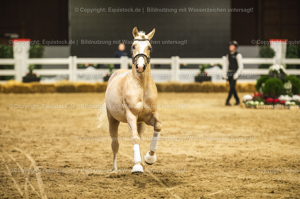 20240302_Hengstvorstellung_Marbach_TOMsPiC_0825 | equistock