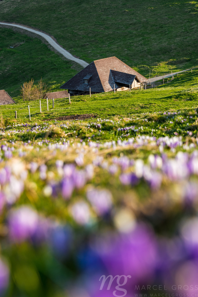 Krokusblüte auf dem Rämisgümmen, Emmental | Die ideale Geschenkidee für Naturliebhaber. Naturbilder von Marcel Gross Photography für ihr Zuhause in den verschiedensten Formaten und Materialien. - Realisiert mit Pictrs.com