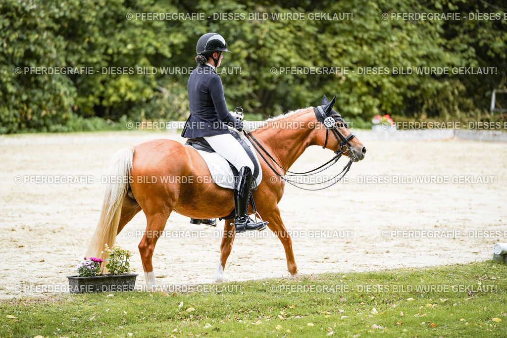 DSC04269 | Pferdegrafie