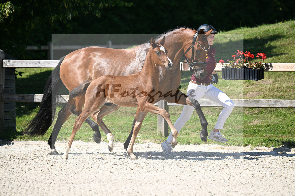 Kat-Nr. 40 Bon Courage x Veneziano_HF_Reglauer_24250187 | hf-fotografie - Realisiert mit Pictrs.com