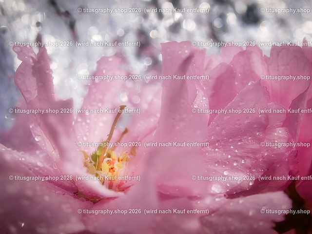 P4216061-b1 | Fotokunstarbeit aus der INSTAGRAM-Gallerie auf titusgraphy.eu - Realisiert mit Pictrs.com