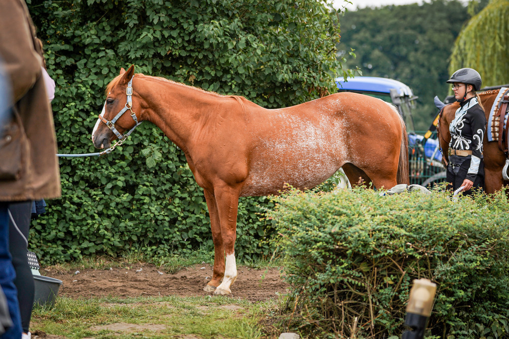 DSC04276 | Pferdegrafie