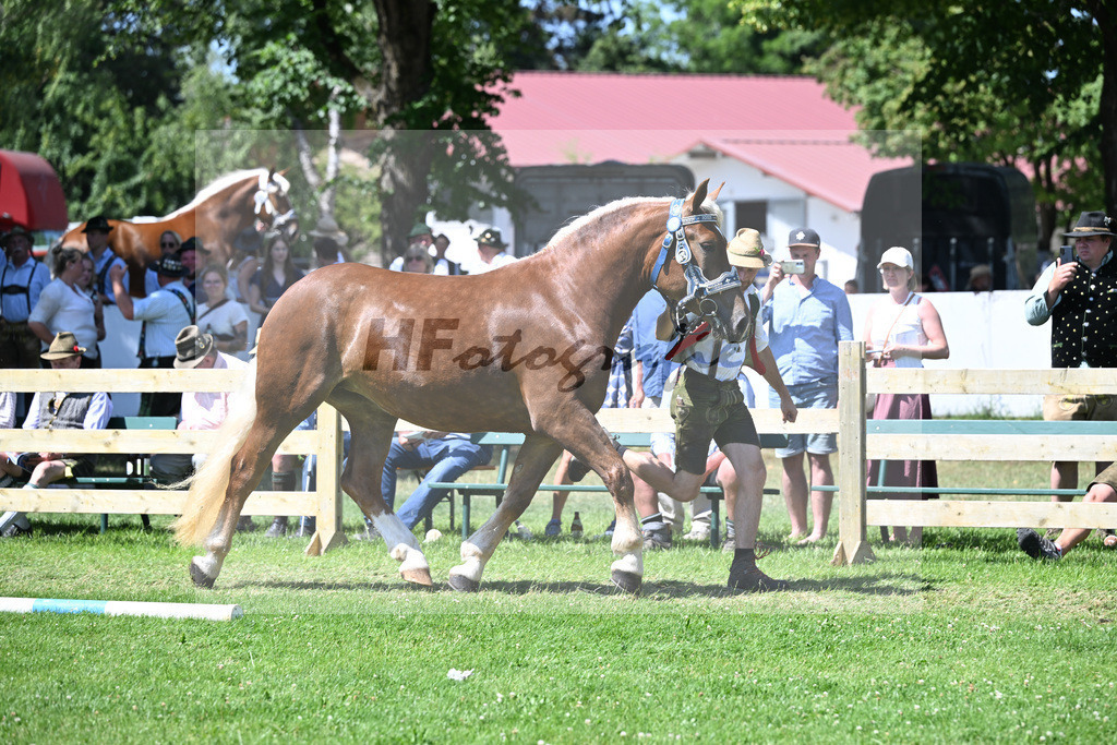 Kat-Nr. 68 Klara v. Sambuca_Karg_18251185 | hf-fotografie - Realizzato con Pictrs.com