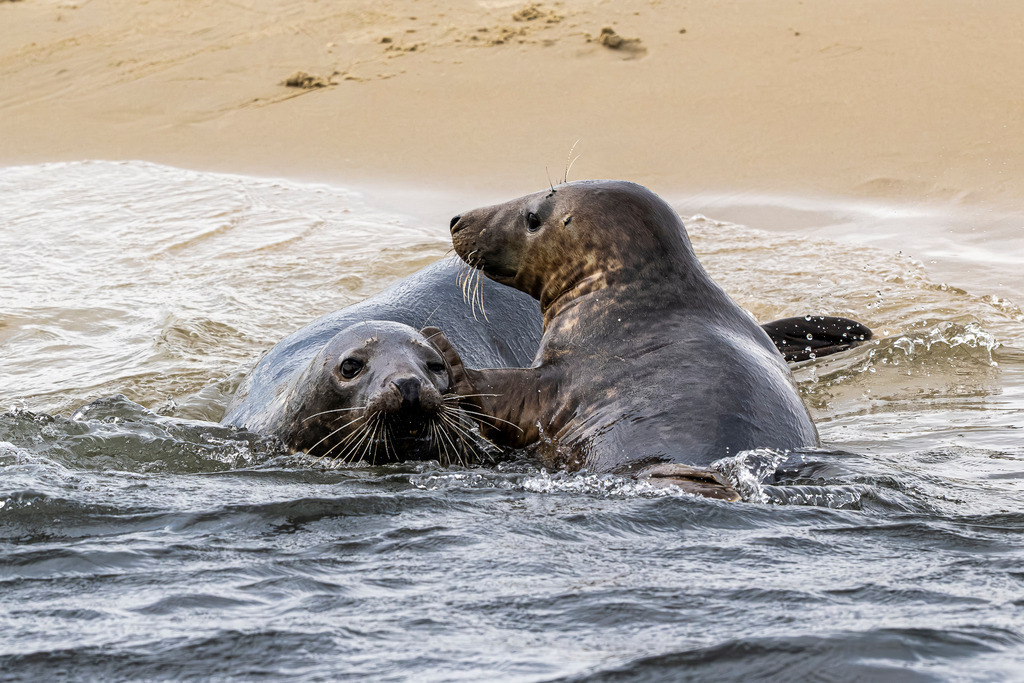Intime Spielszene zweier Kegelrobben im Wasser vor Texel: Körperkontakt an der Sandbank | Zwei Kegelrobben balgen sich sanft im flachen Nordseewasser direkt am feinsandigen Strand einer Sandbank vor der Insel Texel. Die Nahaufnahme zeigt, wie sich die Meeressäuger im seichten Wasser eng umklammern und spielerischen Körperkontakt suchen. Das ausdrucksstarke Naturmotiv dokumentiert das Sozialverhalten der Tiere im Nationalpark Wattenmeer. Ideal geeignet für redaktionelle Berichte über Wildtierverhalten, Artenschutz, Fauna der Nordsee sowie Naturfotografie in den Niederlanden. - Realisiert mit Pictrs.com