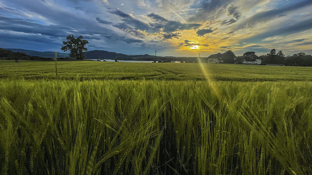 Attersee Sonnenuntergang mit Kornfeld | MiBArts Photography - Realisiert mit Pictrs.com