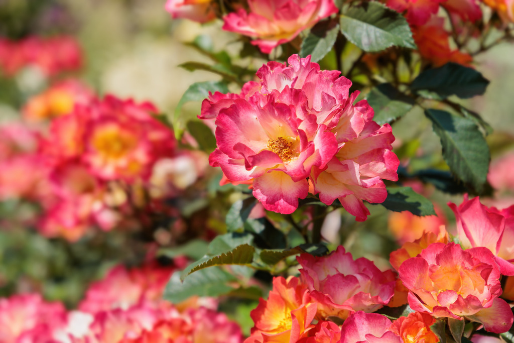 Wandbild: Rosenglut – Farbenfrohe Blüten im Sonnenlicht | Dieses farbenintensive Wandbild zeigt prächtig blühende Rosen in leuchtenden Rosa-, Pink- und Gelbtönen. Die Blüten wirken wie von der Sonne geküsst und versprühen pure Lebensfreude. Das Bild fängt die Wärme eines blühenden Sommergartens ein und ist ideal für Räume, die Frische, Farbe und florale Energie ausstrahlen sollen.