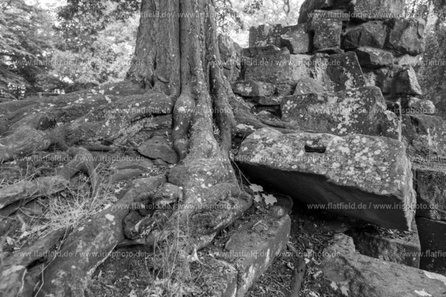 Wurzelwerk in Steinen auf Disibodenberg | Kloster Disibodenberg