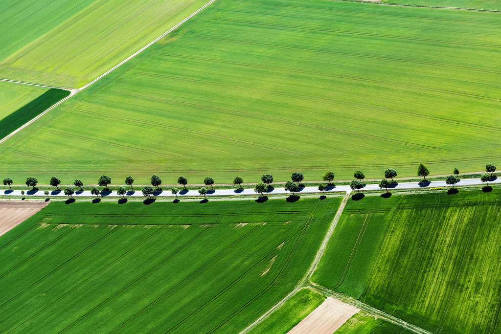 dr__dsc9670.jpg | APPENHEIM 08.05.2018 Baumreihe an einer Landstraße an einem Feldrand in Appenheim im Bundesland Rheinland-Pfalz, Deutschland. // Row of trees on a country road on a field edge in Appenheim in the state Rhineland-Palatinate, Germany. Foto: Daniel Reiter
