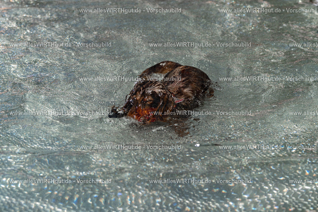 Hundeschwimmen_Volksbad_2026-allesWIRTHgut_Tierfotografie-2609061340-FAY06817 | Professionelle Tierfotografie in Mönchengladbach von Daniel Wirth (allesWIRTHgut). Liebevolle & natürliche Bilder von Hunden & Katzen für unvergessliche Erinnerungen.