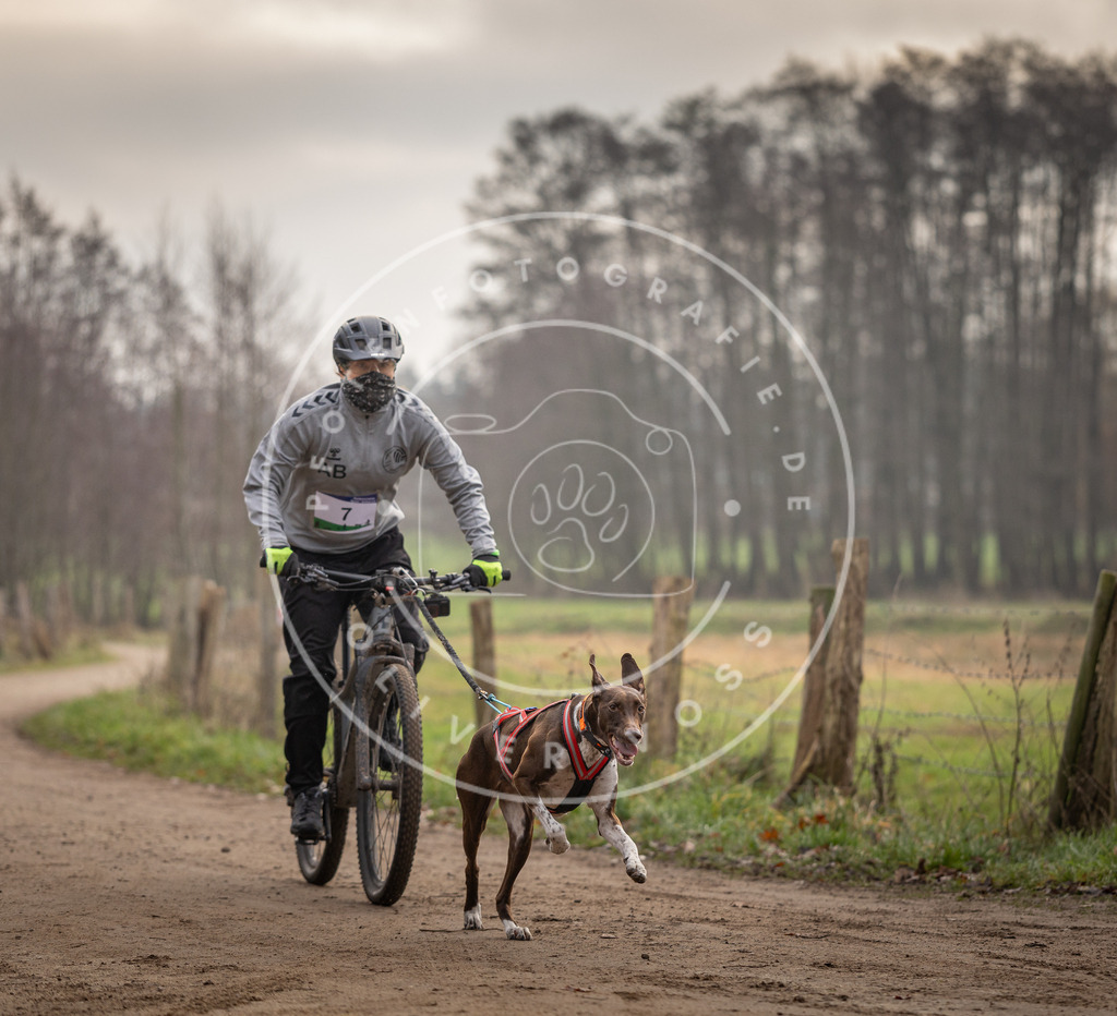 Pfotenfotografie_DV3A1636 | Hundefotografie, Tierfotograf, Pfotenfotografie, Fotoshooting Hund, Hunde Portrait, Hundesport, Hundeportraits, Heideshooting, Hunde, Sportfotograf, Hundefotograf, Turnierhundsport, THS,  - Realisiert mit Pictrs.com