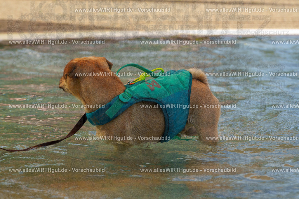 Hundeschwimmen_Grefrath_2026-allesWIRTHgut_Tierfotografie-13_30-FAY00645 | Professionelle Tierfotografie in Mönchengladbach von Daniel Wirth (allesWIRTHgut). Liebevolle & natürliche Bilder von Hunden & Katzen für unvergessliche Erinnerungen.