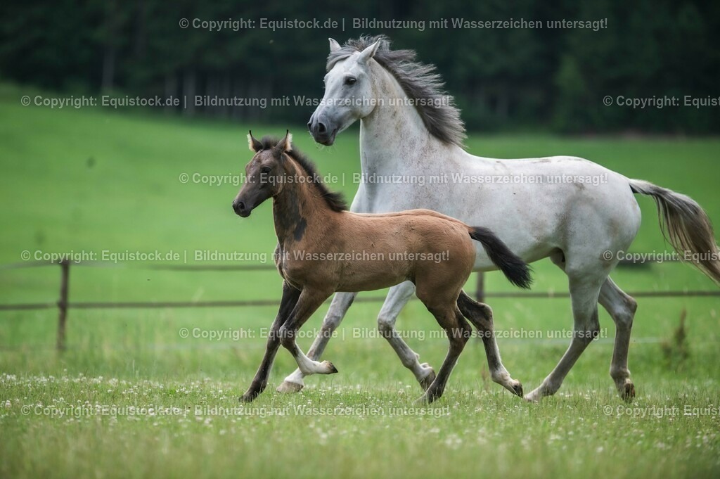 20210623_Fohlen_0420 | Foto: Thomas Hartig
