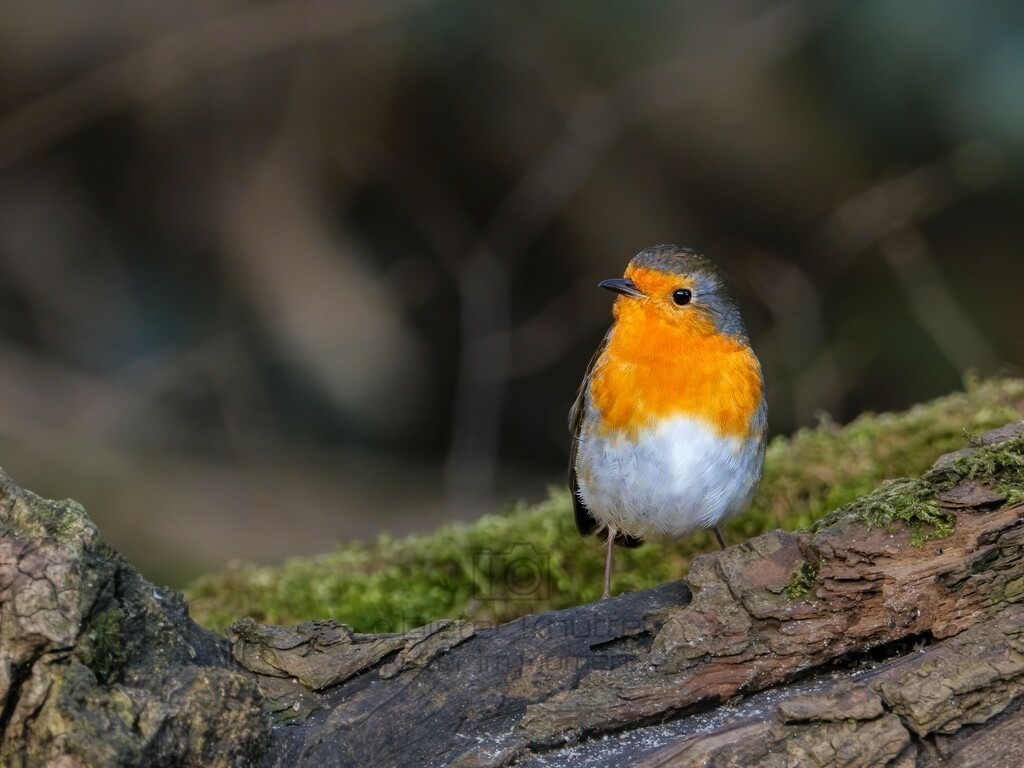 P1004453-Bearbeitet-2024-LR | Natur im Moment - Realisiert mit Pictrs.com