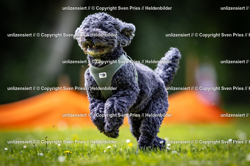 Sven Pries | 2026-05-14 - Hunderennen KA Durlach Vatertag 2026 - Realisiert mit Pictrs.com