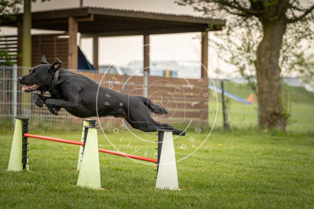 Pfotenfotografie_DV3A1645 | Hundefotografie, Tierfotograf, Pfotenfotografie, Fotoshooting Hund, Hunde Portrait, Hundesport, Hundeportraits, Heideshooting, Hunde, Sportfotograf, Hundefotograf, Turnierhundsport, THS,  - Realisiert mit Pictrs.com
