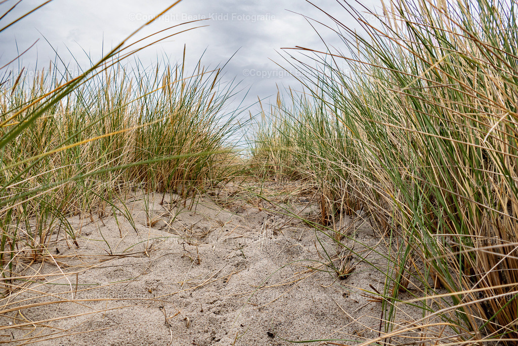 P1800373 | beatekidd-fotografie - Realisiert mit Pictrs.com