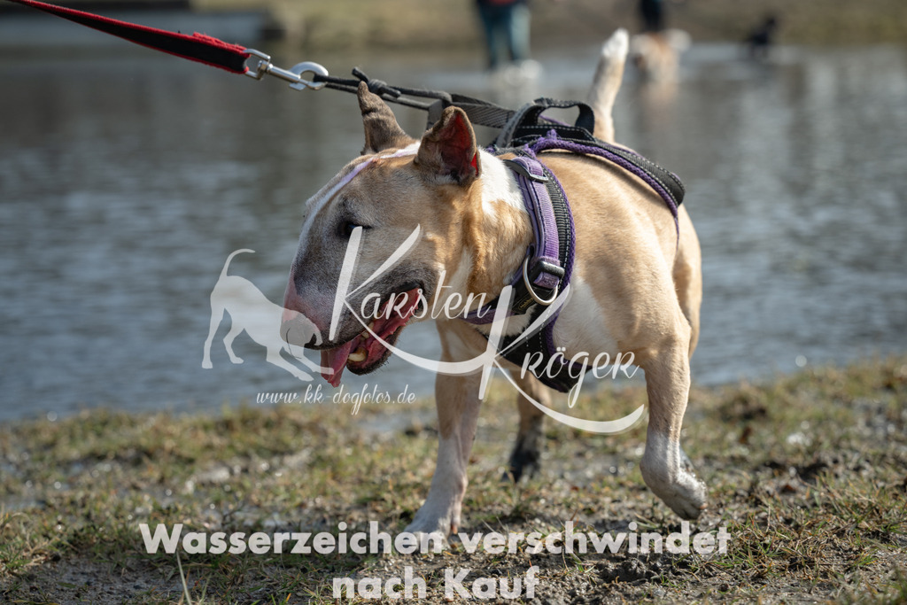 1238_ZZ91196 | kk-dogfotos