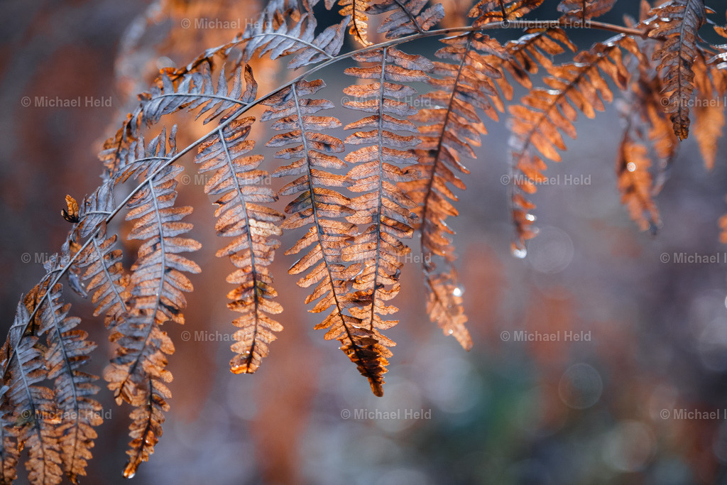 Goldener Farn | Profi-Fotos über Schleswig-Holstein und dem ganzen Norden für Büro, Hotel, Ferienhaus, Ferienwohnung, Wohnzimmer, Arztpraxis uvm. jetzt bestellen. - Realisiert mit Pictrs.com