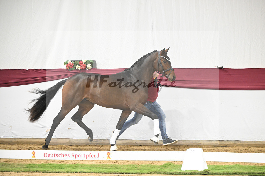 Kat-Nr. 30 Federer x Laomedon_Schulze Averdiek Sportpferde und Aufzucht GbR_47250949 | hf-fotografie - Realisiert mit Pictrs.com
