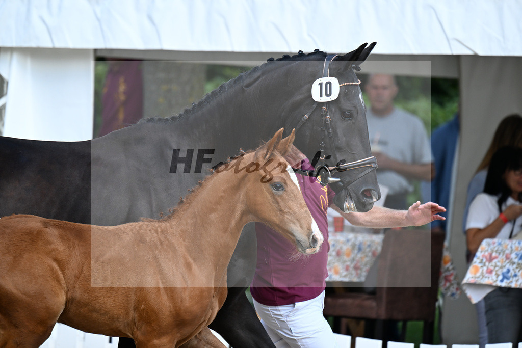 Kat-Nr. 10 Feliciano x Le Vivaldi_HF_Eder_29250342 | hf-fotografie - Realizzato con Pictrs.com