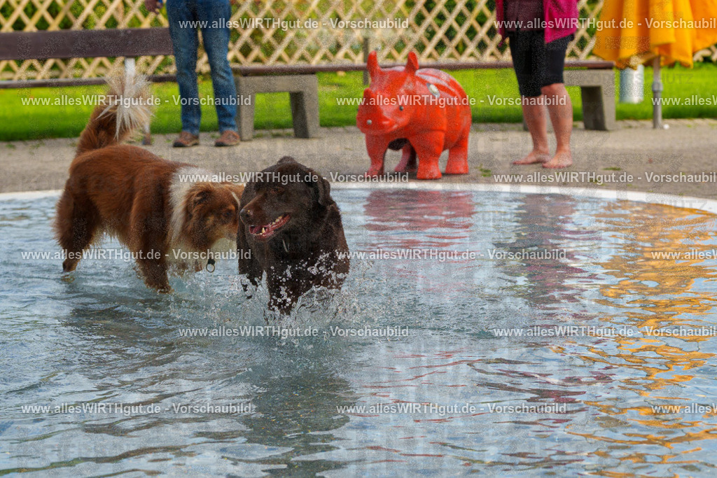 Hundeschwimmen_Grefrath_2026-allesWIRTHgut_Tierfotografie-09_26-FAY07592 | Professionelle Tierfotografie in Mönchengladbach von Daniel Wirth (allesWIRTHgut). Liebevolle & natürliche Bilder von Hunden & Katzen für unvergessliche Erinnerungen.
