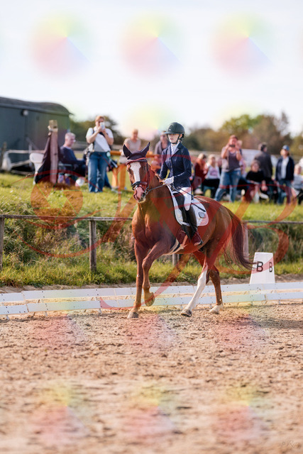 2026_10_03_Siefer-Hof_133126_Z81_85350676 | Professionelle Reitsport-, Turnier- und Eventfotografie von Robert Broda. Galerien mit ausgewählten und bearbeiteten Bildern direkt online ansehen und bestellen.