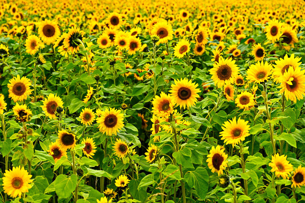 Ein Meer aus Sonnenlicht | Endlose Reihen goldener Sonnenblumen strecken sich dem Himmel entgegen, ihre samtigen Köpfe wie kleine Sonnen inmitten satten Grüns. Das warme Gelb strahlt Lebensfreude und Fülle aus, ein Sinnbild für Sommer, Wachstum und Geborgenheit in der Natur. Ein Anblick, der das Herz erwärmt und zum Verweilen einlädt. - Realisiert mit Pictrs.com