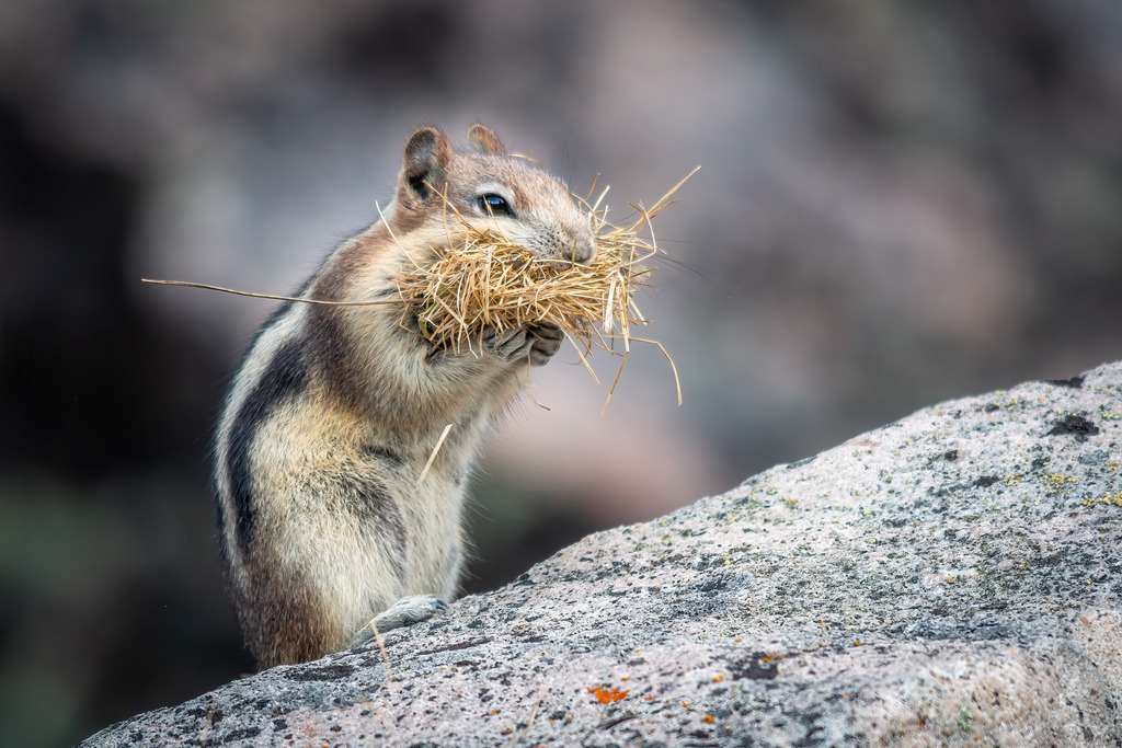 Streifenhörnchen | christophschaarschmidt - Realisiert mit Pictrs.com