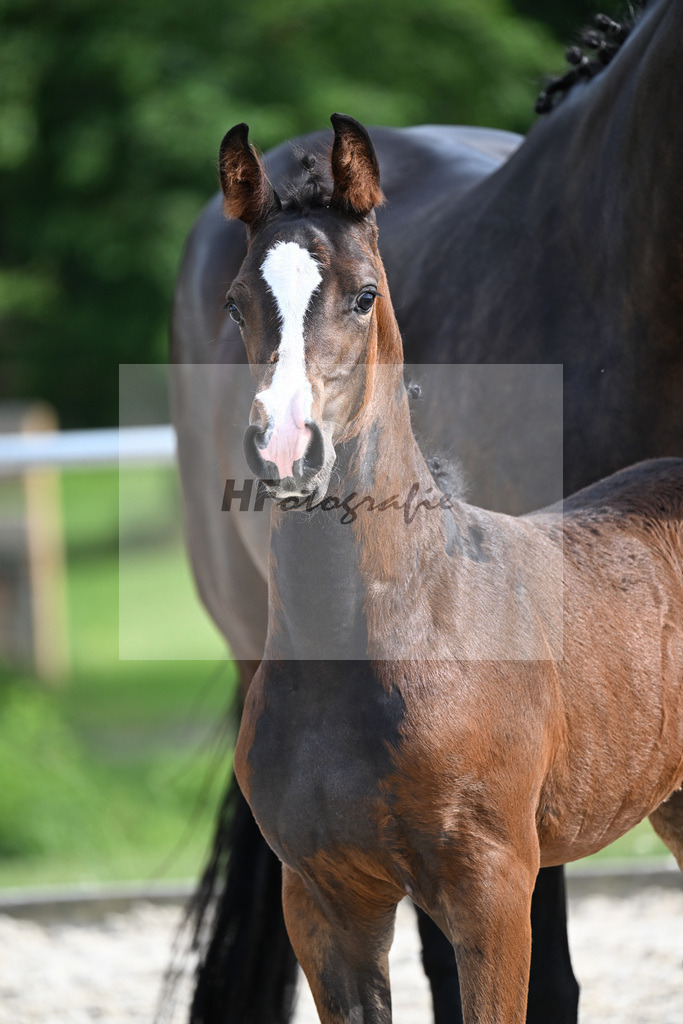 Kat-Nr. 11 Central Park x Acordelli_SF_Mueller_17250810 | hf-fotografie - Realisiert mit Pictrs.com