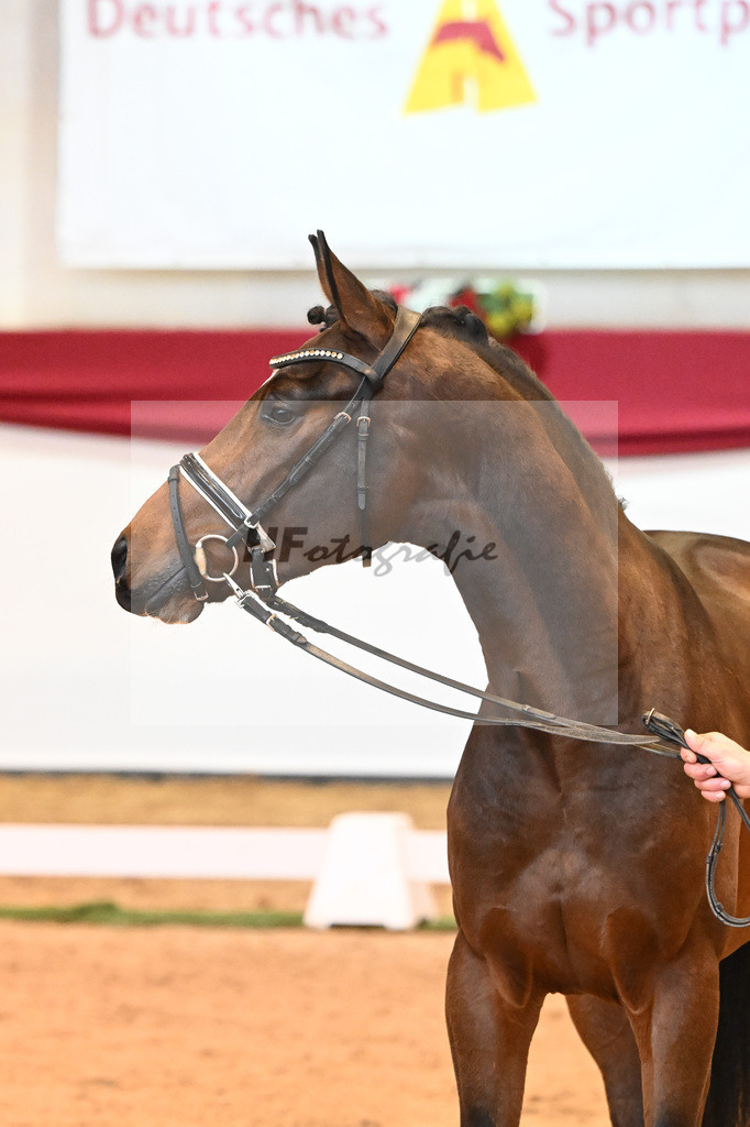 Kat-Nr. 14 Christ x Quattro B_Goeth_43231692 | hf-fotografie - Realisiert mit Pictrs.com