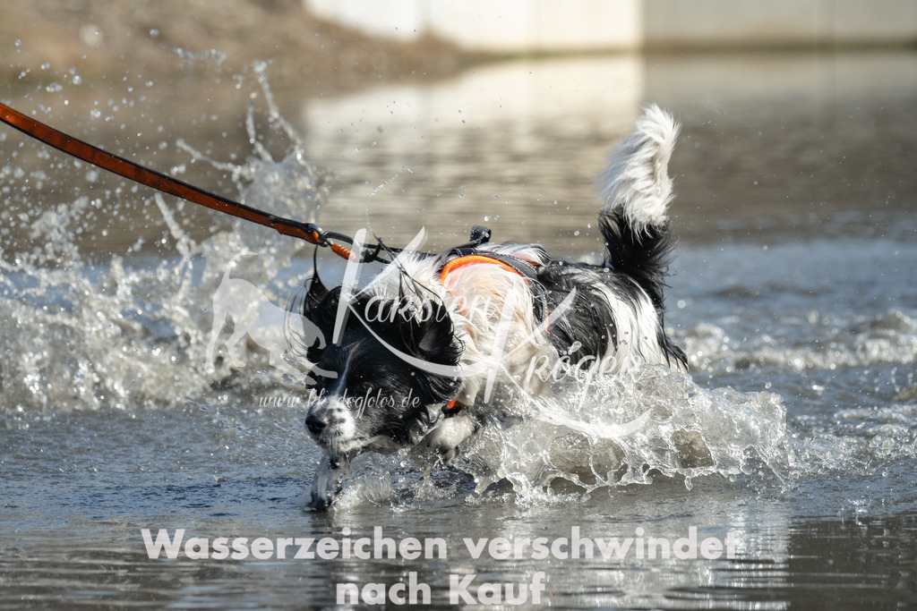 1317_ZZ95760 | kk-dogfotos