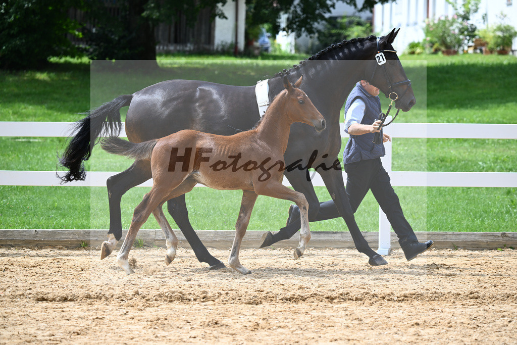Kat-Nr. 21 Valenziano x Bailando_HLG Schwaiganger_27140675 | hf-fotografie - Realisiert mit Pictrs.com