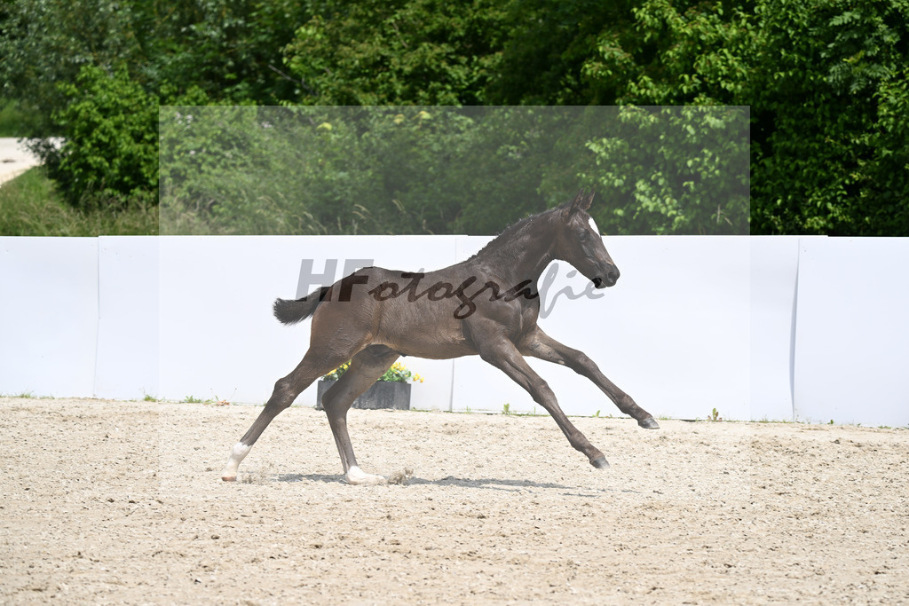 Globall x Dante Weltino_HF_ZG Syha Winkler_13250866 | hf-fotografie - Realizzato con Pictrs.com