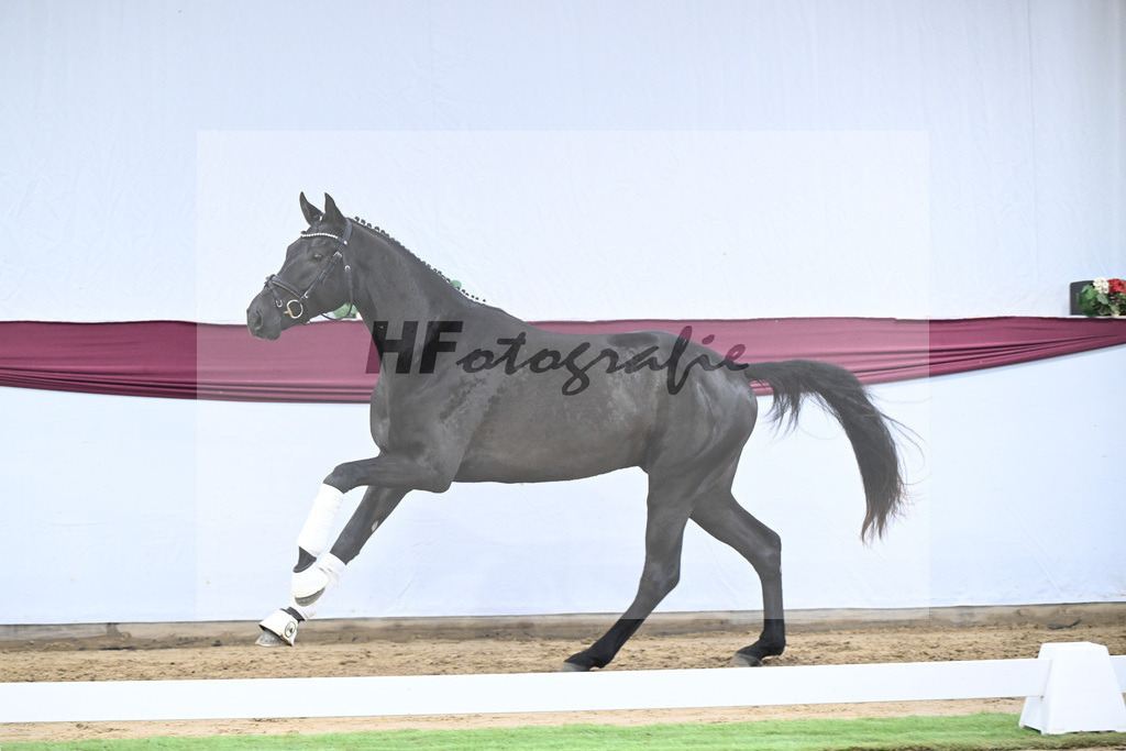 Kat-Nr. 29 Zackerey x L Espoir_Gestuet Greim_47253578 | hf-fotografie - Realisiert mit Pictrs.com