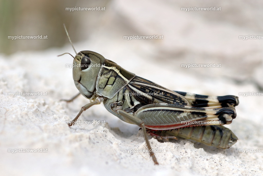 Arcyptera brevipennis-002 | Das Bilderarchiv über Tiere, Planzen und Landschaften. In der Bilddatenbank finden Sie ein große Auswahl an hochwertigen Bilder für Ihre Werbung - Realisiert mit Pictrs.com