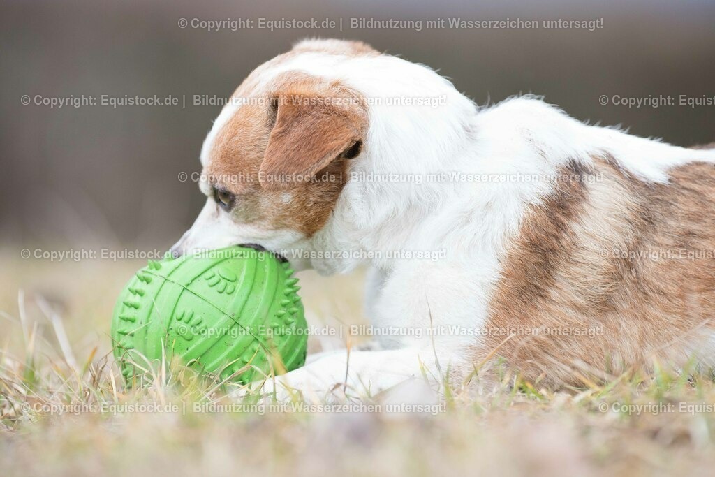 20160128_Hund_0004 | equistock